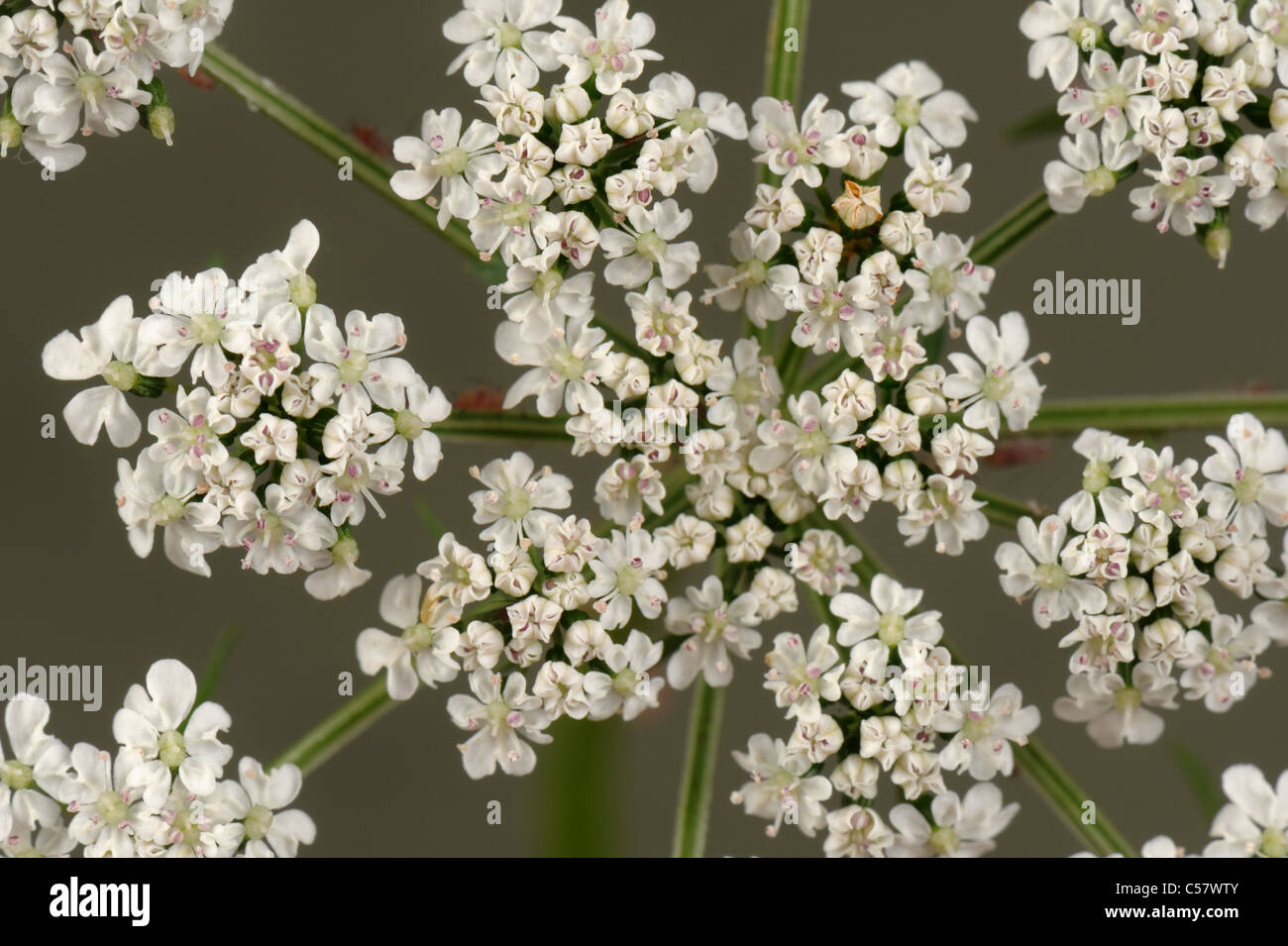 Fool's persil (Aethusa cynapium) ombelles floraison Banque D'Images