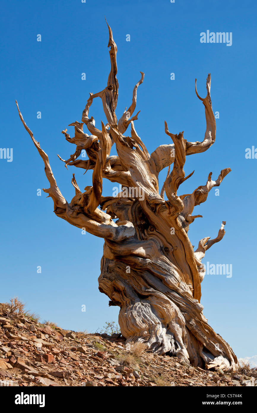 L'ancienne forêt de pins bristlecone Inyo National Forest Bishop California USA United States of America Banque D'Images