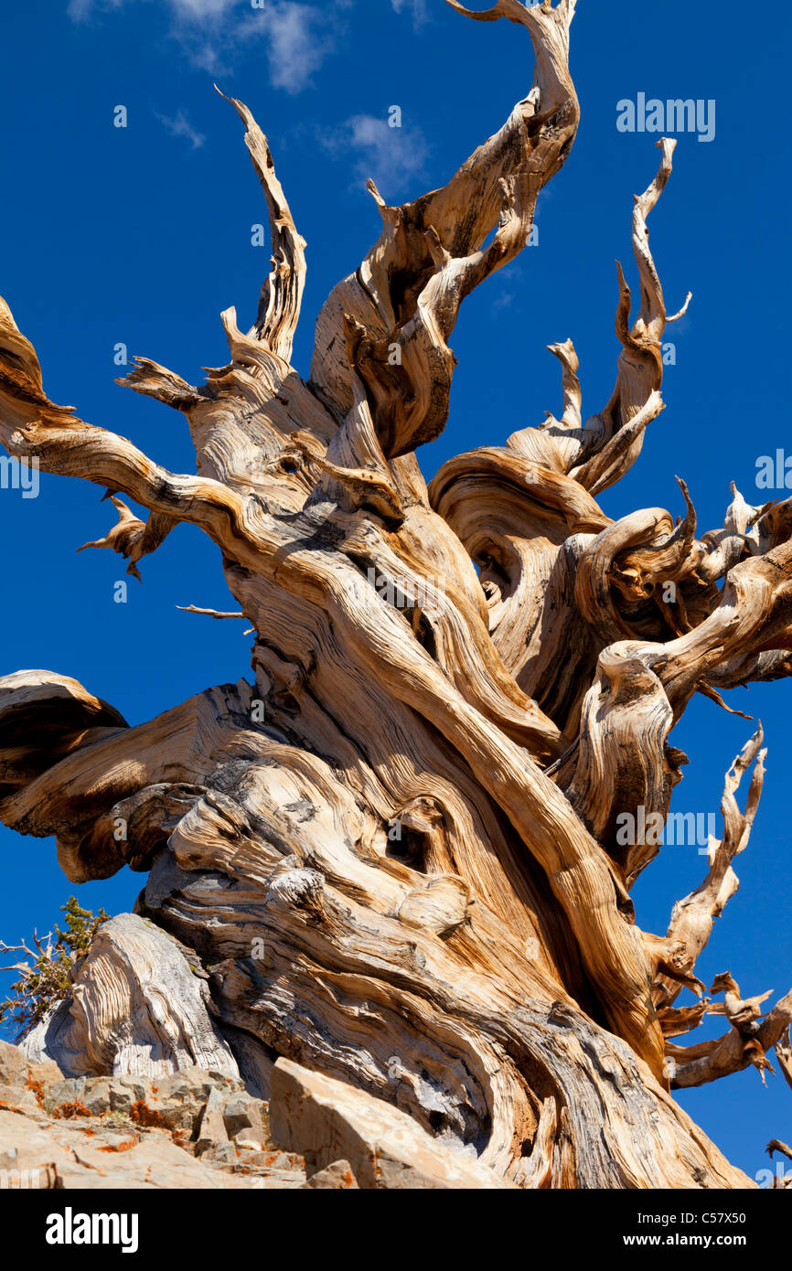 L'ancienne forêt de pins bristlecone Inyo National Forest Bishop California USA United States of America Banque D'Images