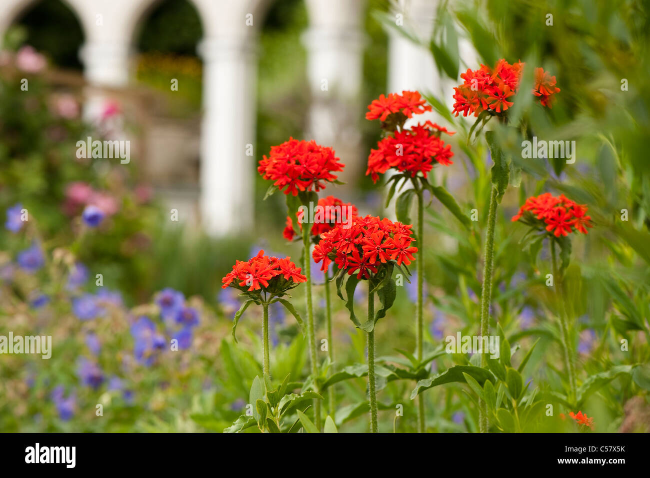 Lychnis chalcedonica, croix de Malte Fleur, géranium pratense et avec l'Exedra dans l'arrière-plan, Painswick Rococo Garden Banque D'Images
