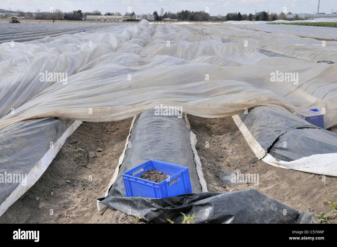 Couvrir, couverts, effacée, champ, de l'agriculture, de l'extérieur, l'asperge, Brassicoideae, Allemagne, Europe, champ, ordre des champs, champs, veget Banque D'Images