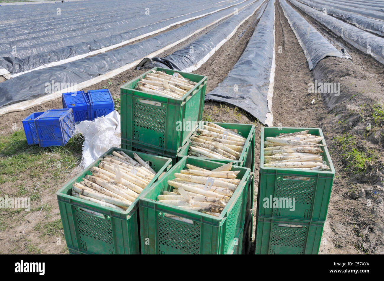 Terrain, l'agriculture, travail, emploi, Brassicoideae, asperges, à l'extérieur, l'Allemagne, Europe, European, champ, ordre des champs, des champs, des légumes Banque D'Images