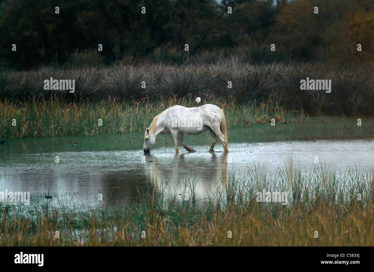 Cheval Camargue Provence France Les zones humides de l'eau potable Banque D'Images