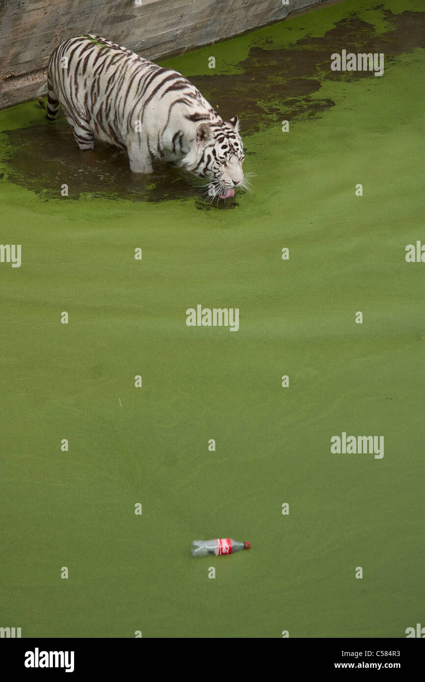 Un tigre, blanc en raison de la consanguinité, boit de l'eau dans un bassin recouvert de duckweed, dans lequel flotte une bouteille de Coca-Cola vide Banque D'Images