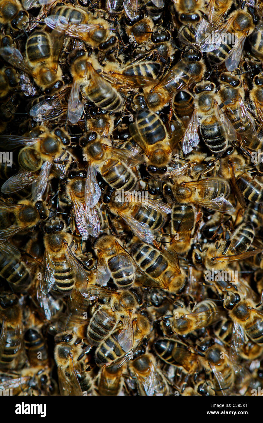 Essaim d'abeilles, apiculture, abeille, reine, swarm, essaimage, Apis mellifera, insecte, insectes, Hyménoptères, colonie d'abeilles, de la nature, des animaux, Banque D'Images