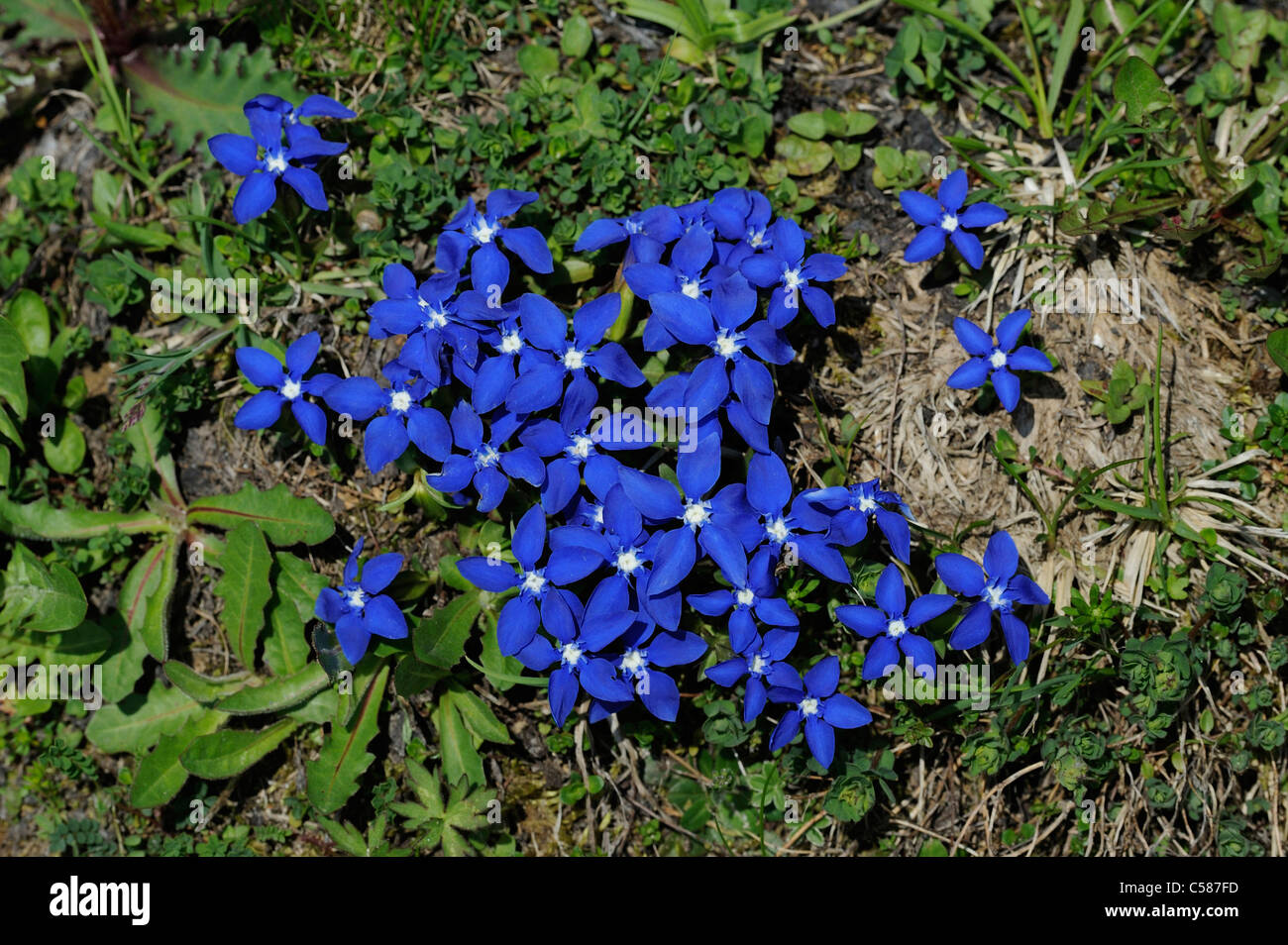 Printemps gentiane, Gentiana verna, la prorogation, la fourniture, l'oranger, fleurs, s'épanouit, bleu, Alp Salaz, Grisons, Grisons, Switze Banque D'Images