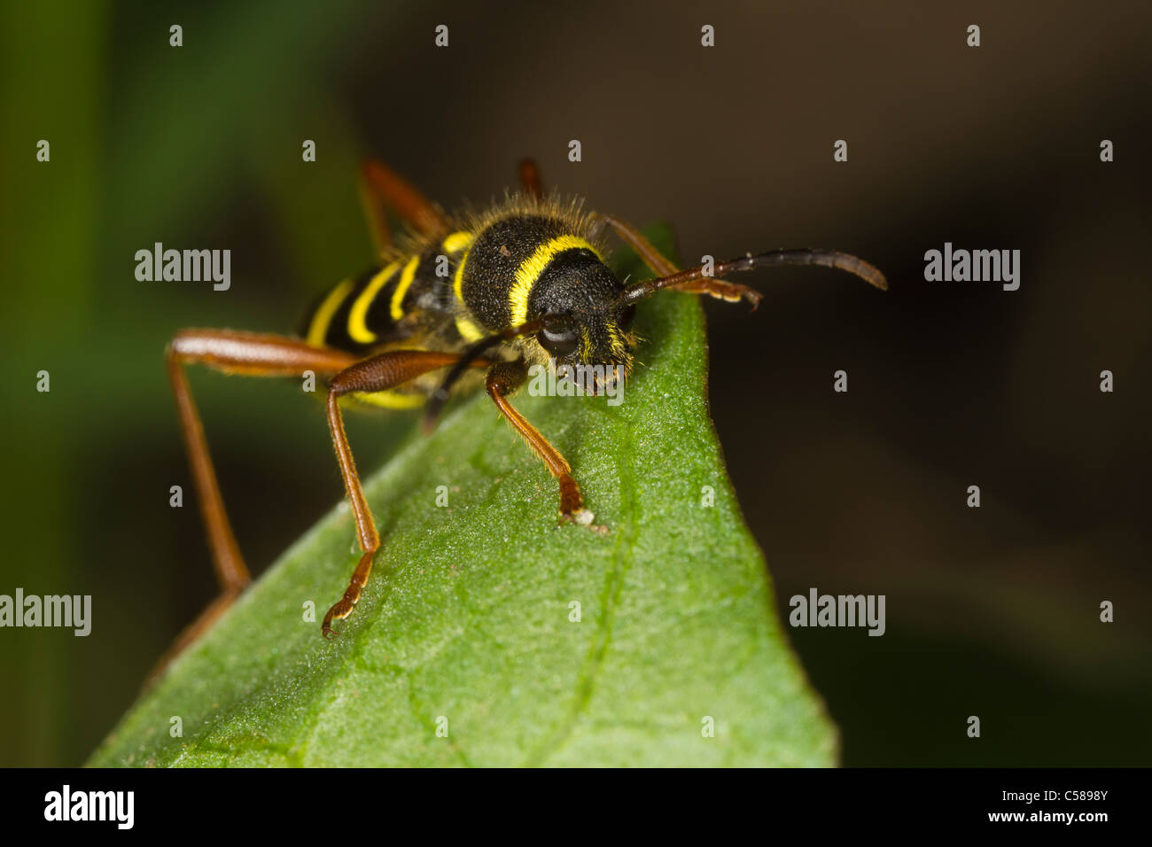 Wasp Beetle (Clytus) arietus assis sur une feuille Banque D'Images