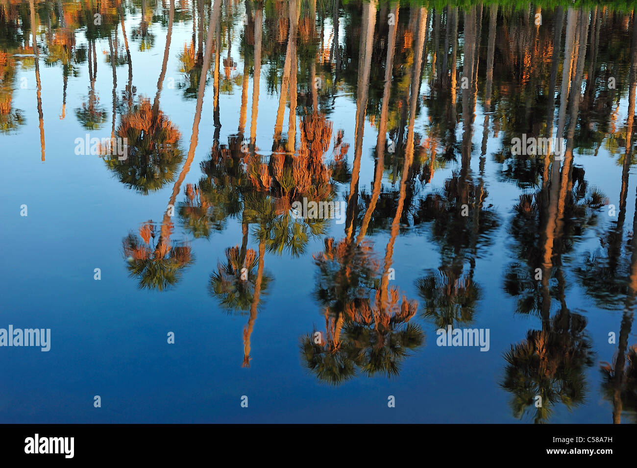 Palmiers, ligne, rivage, Weeki Wachee River, Early morning light, Spring Hill, Florida, USA, United States, l'Amérique, de l'eau, Banque D'Images