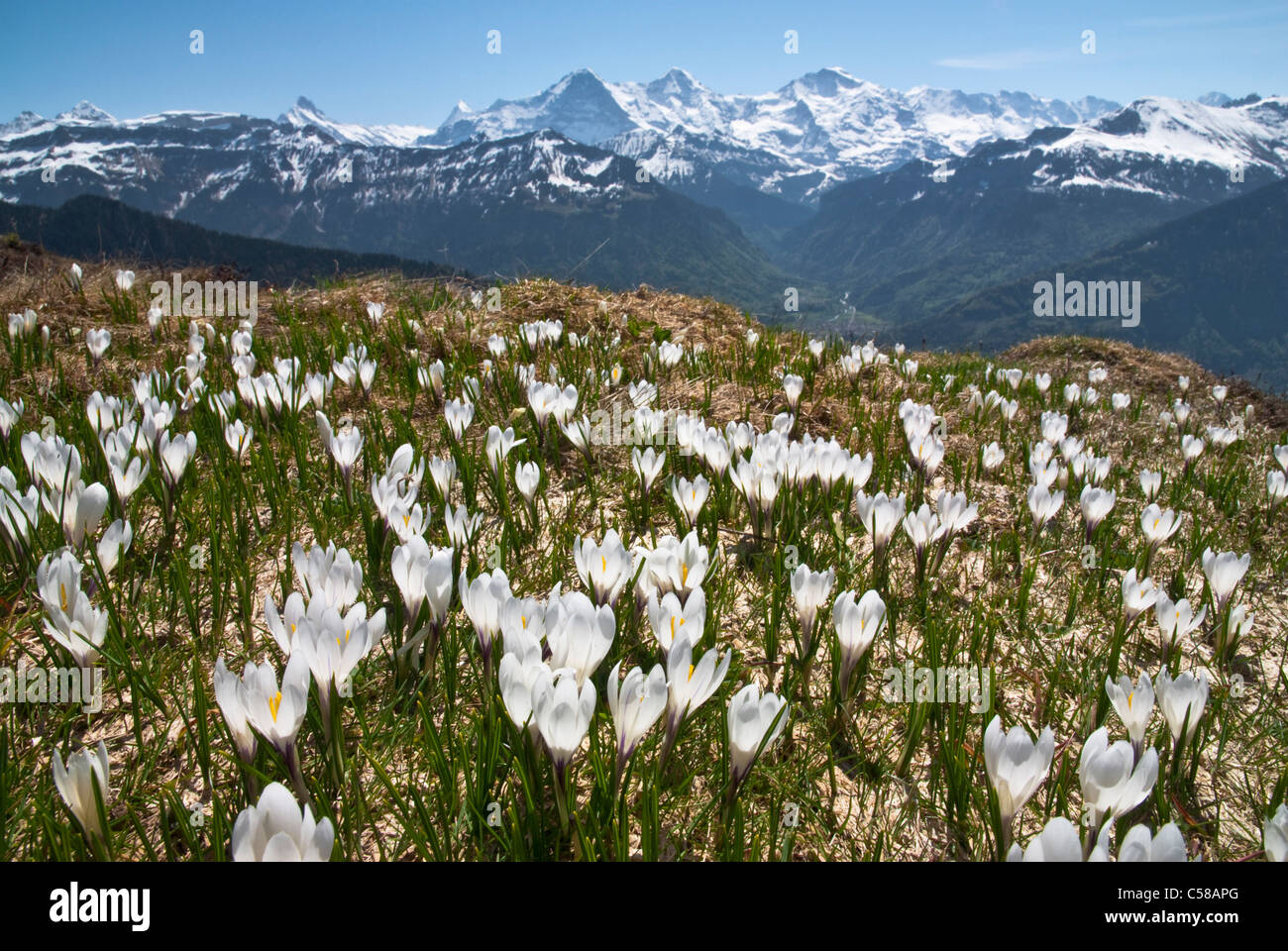 3000, 4000, fleur Alpine, Beatenberg, montagne, montagnes, fleurs des montagnes, Berne, canton d'être, Alpes Bernoises, Oberland Oberl Banque D'Images
