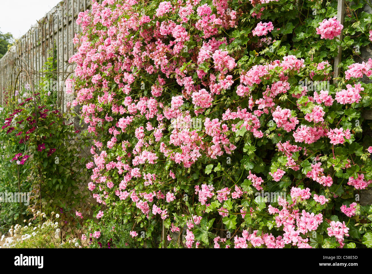 Jardin clos avec Pelargonium 'Alice Crousse' en fleur en Juin Banque D'Images