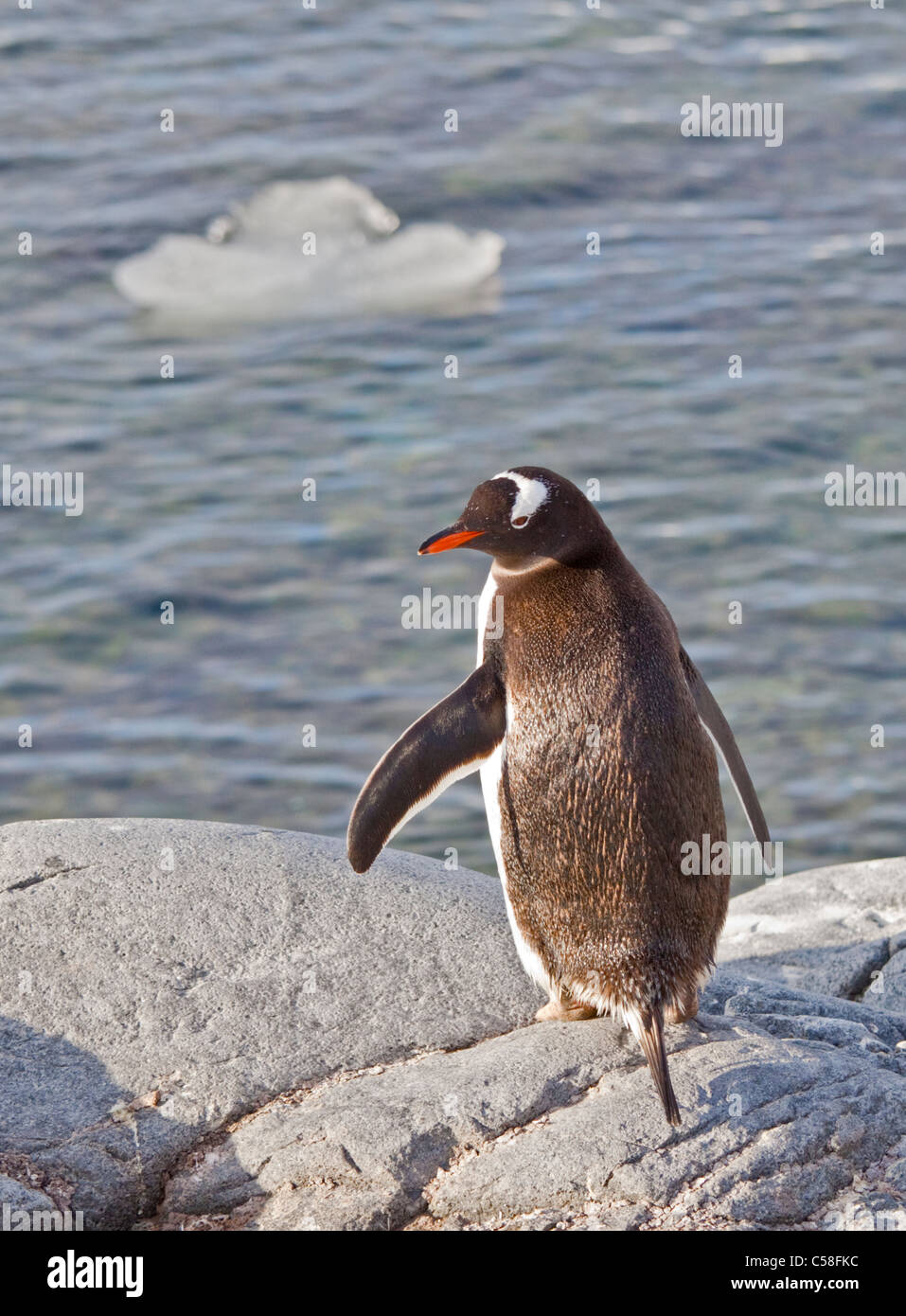 Gentoo pingouin (Pygoscelis papua), Port Lockroy, Péninsule Antarctique Banque D'Images