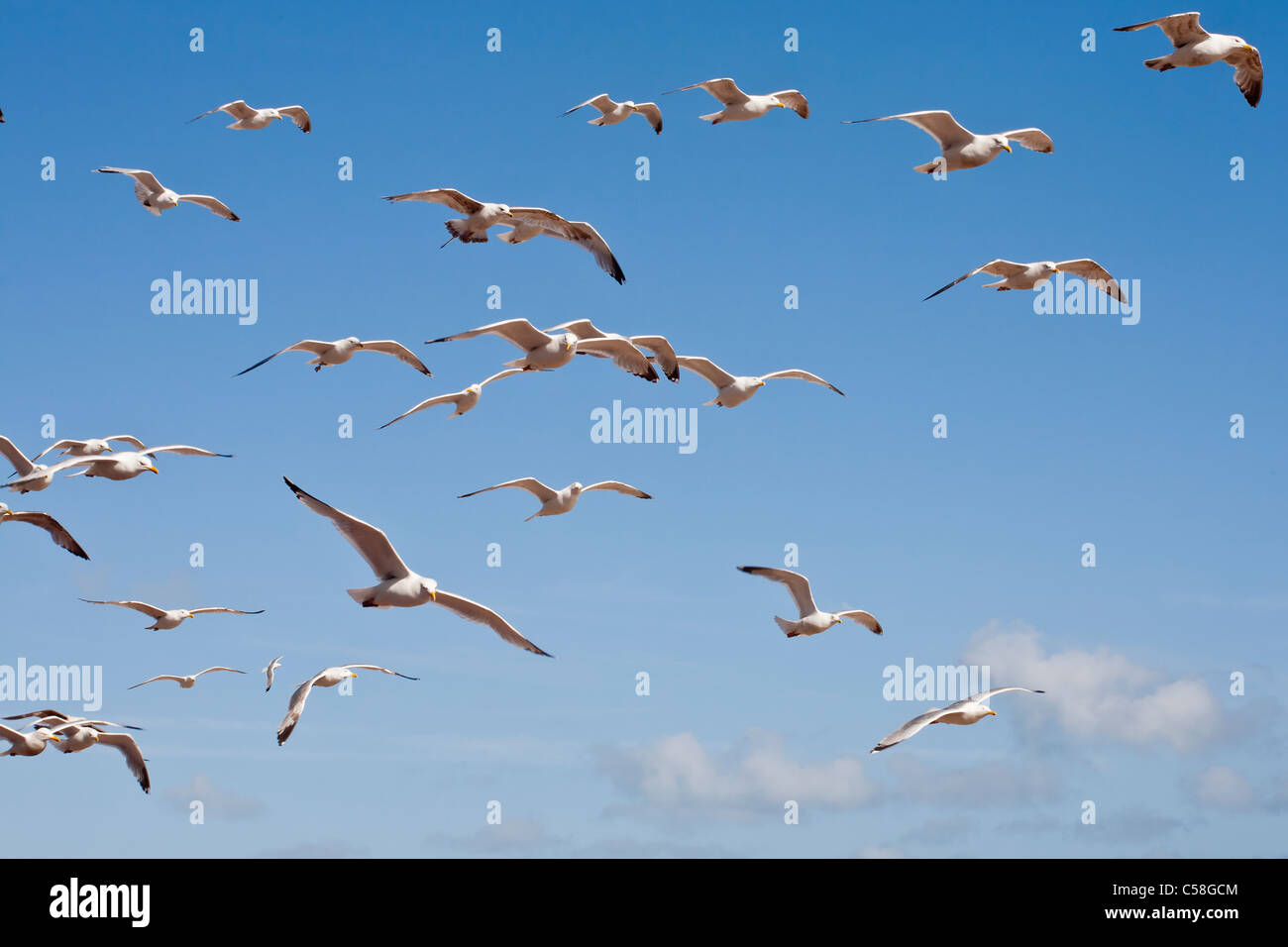 En vol de mouettes. St Leonards On Sea, Hastings, Angleterre, RU Banque D'Images