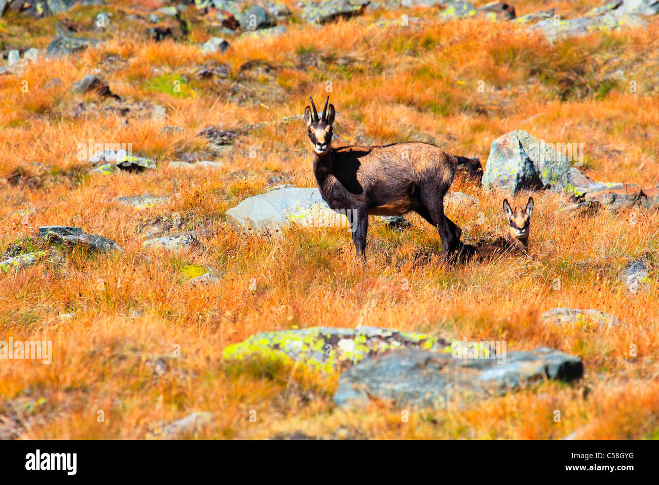 Alpes La Faune La Faune Alpine Bebe Montagnes Faune De Montagne Montagnes Chamois Famille Faune Montagne Chamois Automne Photo Stock Alamy