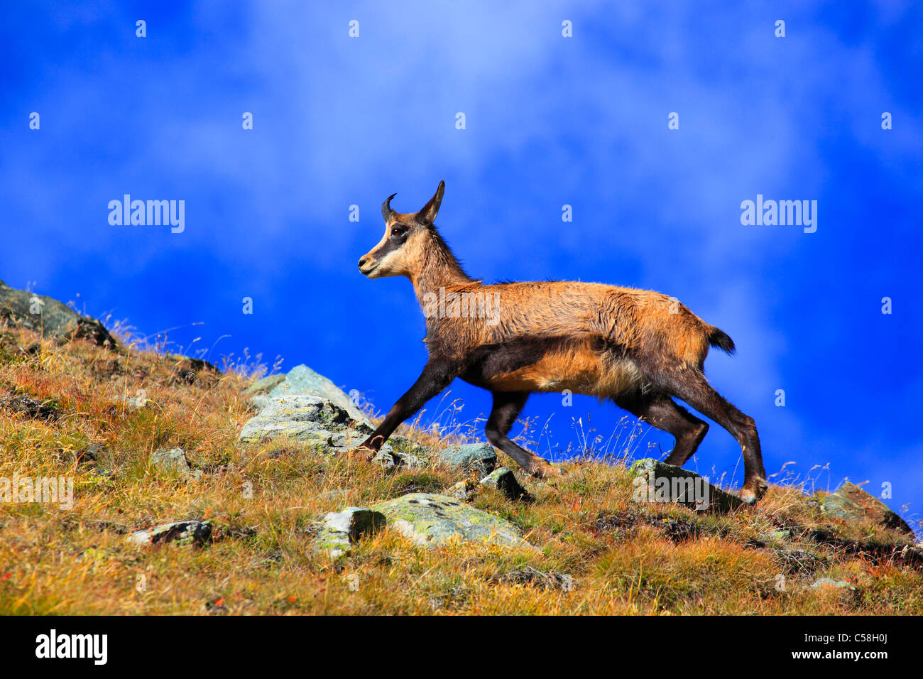 1 Les Alpes La Faune La Faune Alpine Bebe Montagnes Faune De Montagne Monde Des Montagnes Le Bleu Du Ciel Bleu Ciel Chamois Faune Moun Photo Stock Alamy