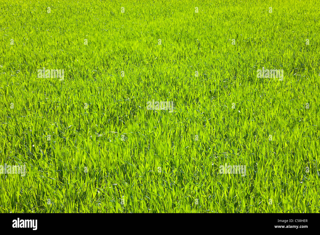 La nature, l'herbe, plante, tondu, pelouses, brins d'herbe, prairie, vert Banque D'Images