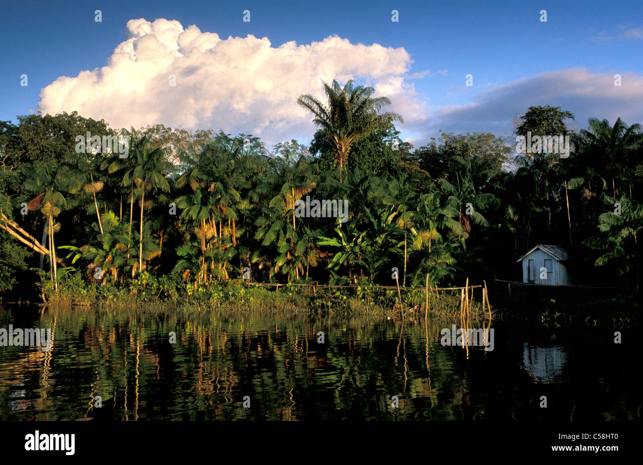 Amazon River, Ilha do Marajo, Amazon Delta, Amazonie, Brésil, Amérique du Sud, de l'eau, tés, forêt tropicale Banque D'Images