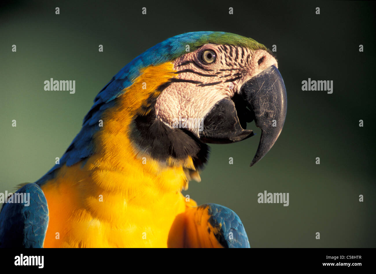 Bleu, Jaune, perroquet, Ara, Ara ararauna, Rio Negro, près de Manaus, Amazonie, Brésil, Amérique du Sud, d'oiseau Banque D'Images