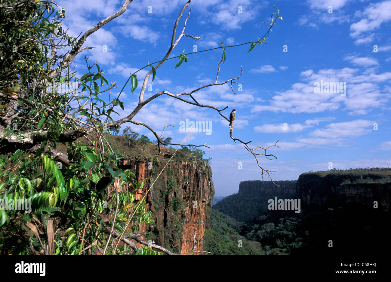 Bat Falcon Falco, rufigolaris, Parc National Chapada dos Guimares près de Cuiaba, Mato Gross, Brésil, Amérique du Sud, l'oiseau, paysag Banque D'Images