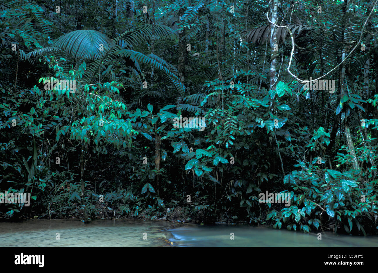 Forêt tropicale, réserve naturelle, Presidente Figueiredo, Amazonie, Brésil, Amérique du Sud, jungle Banque D'Images