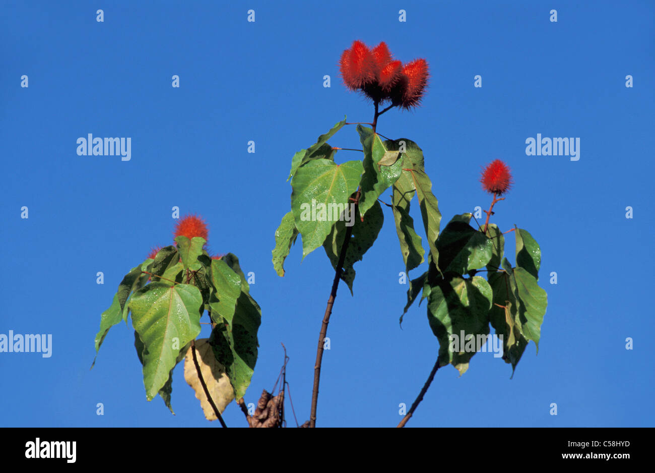 Fleurs, forêt tropicale, réserve naturelle, rouge, Presidente Figueiredo, Amazonie, Brésil, Amérique du Sud, Banque D'Images