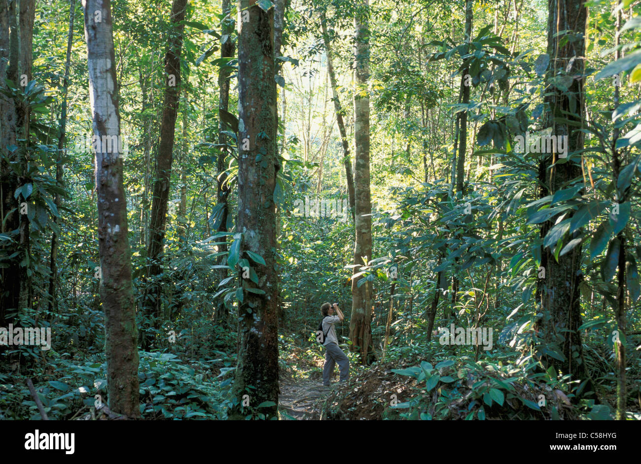 Forêt tropicale, réserve naturelle, près de Presidente Figueiredo, Amazonie, Brésil, Amérique du Sud, dans la jungle, Banque D'Images