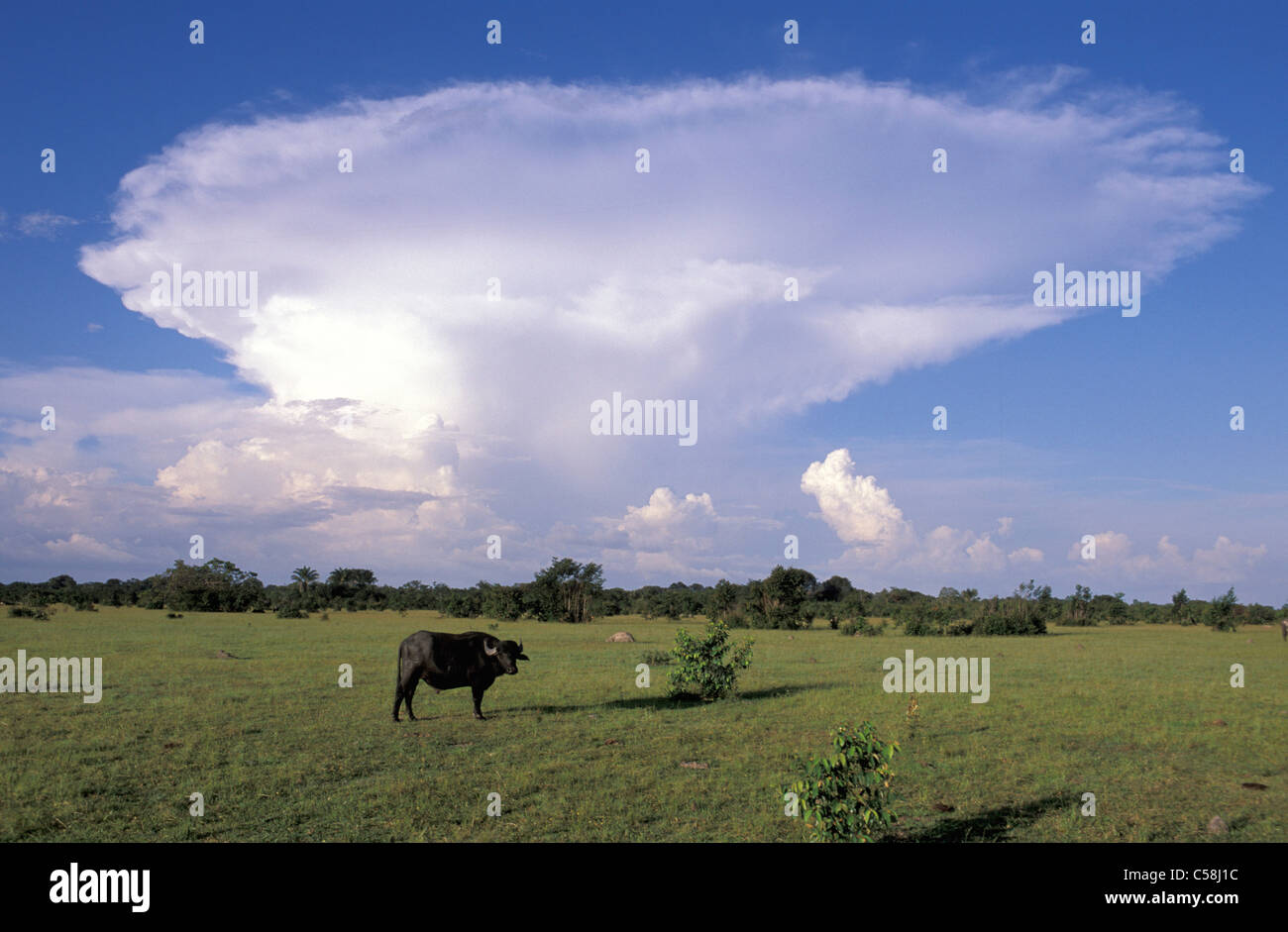 Fazenda, Bull, Ilha do Marajo, Amazon delta, Amazonie, Brésil, Amérique du Sud, de l'agriculture, animal Banque D'Images