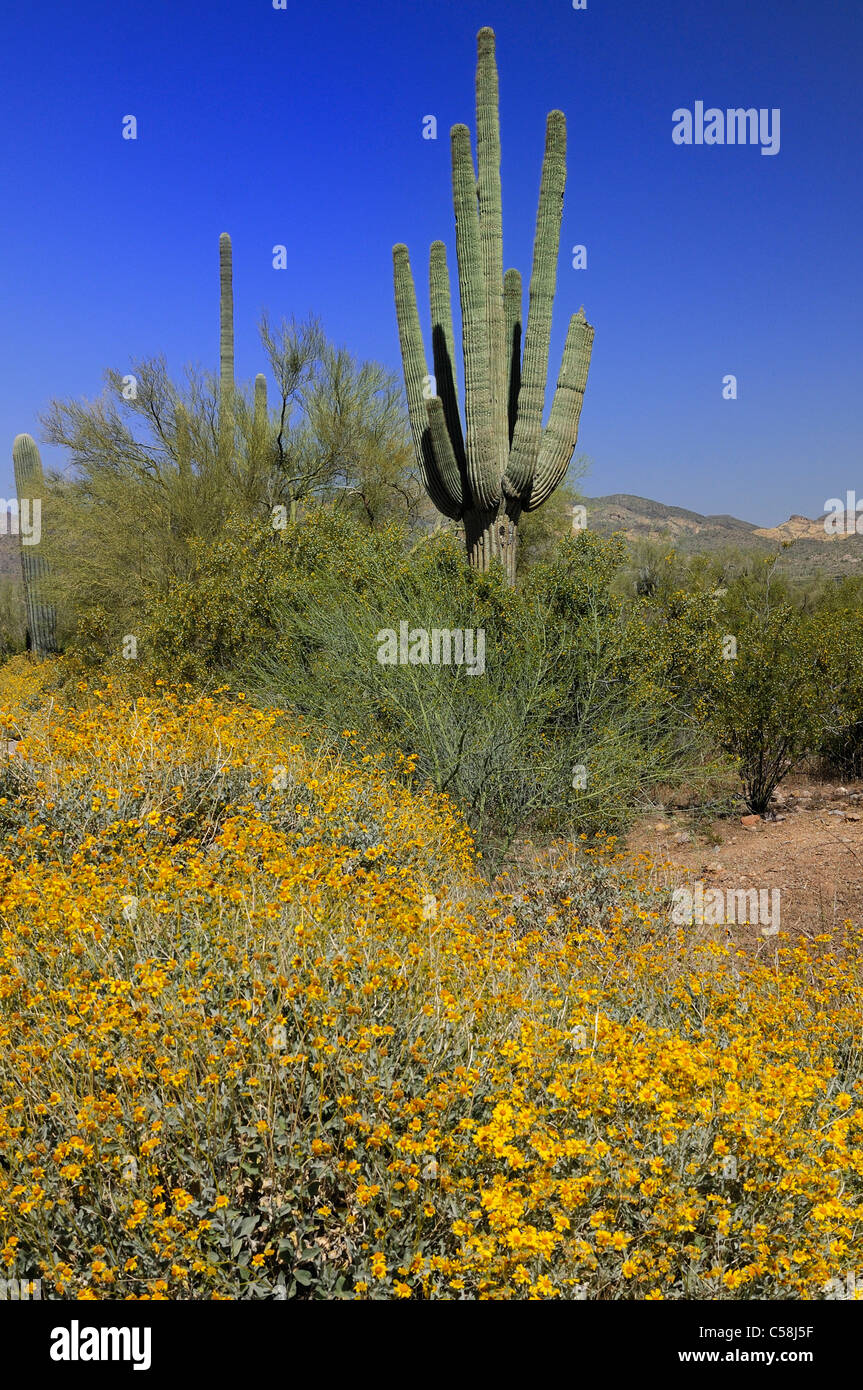 , Saguaro, Lost Dutchman State Park, Apache Junction, USA, United States, Amérique, cactus, plante Banque D'Images