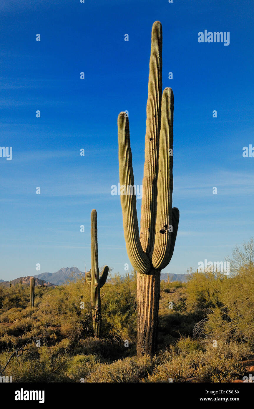 , Saguaro, Lost Dutchman State Park, Apache Junction, Arizona, USA, United States, Amérique, cactus, plante Banque D'Images