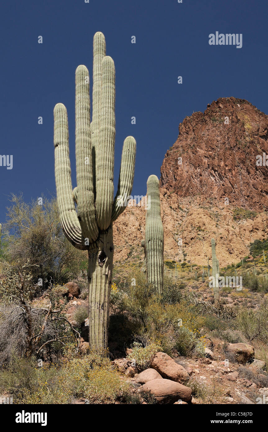 Saguaro, Apache Trail, près de Roosevelt, Arizona, USA, United States, Amérique, cactus, plante Banque D'Images