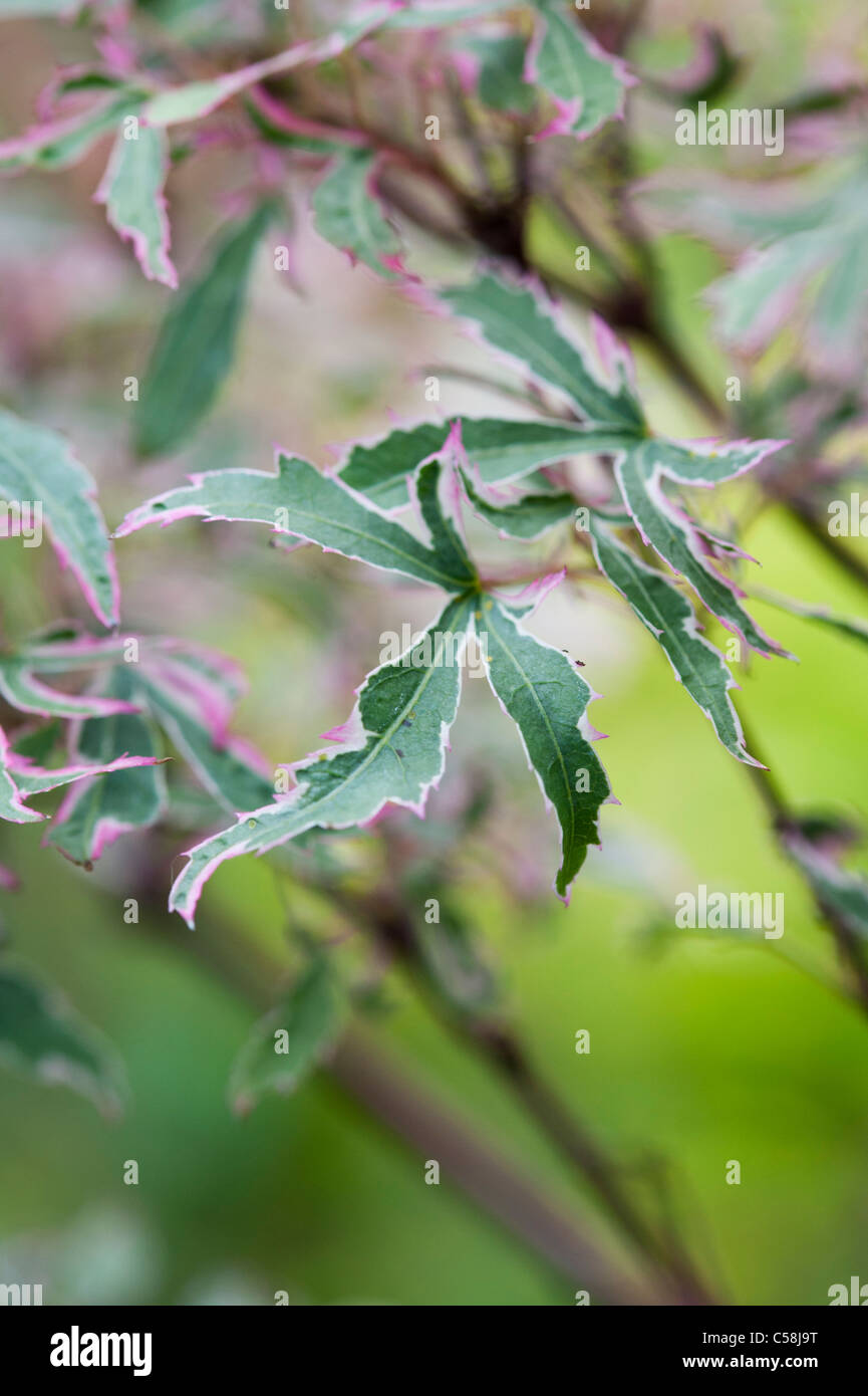 Acer palmatum Marlo . Les feuilles des arbres d'érable japonais Banque D'Images