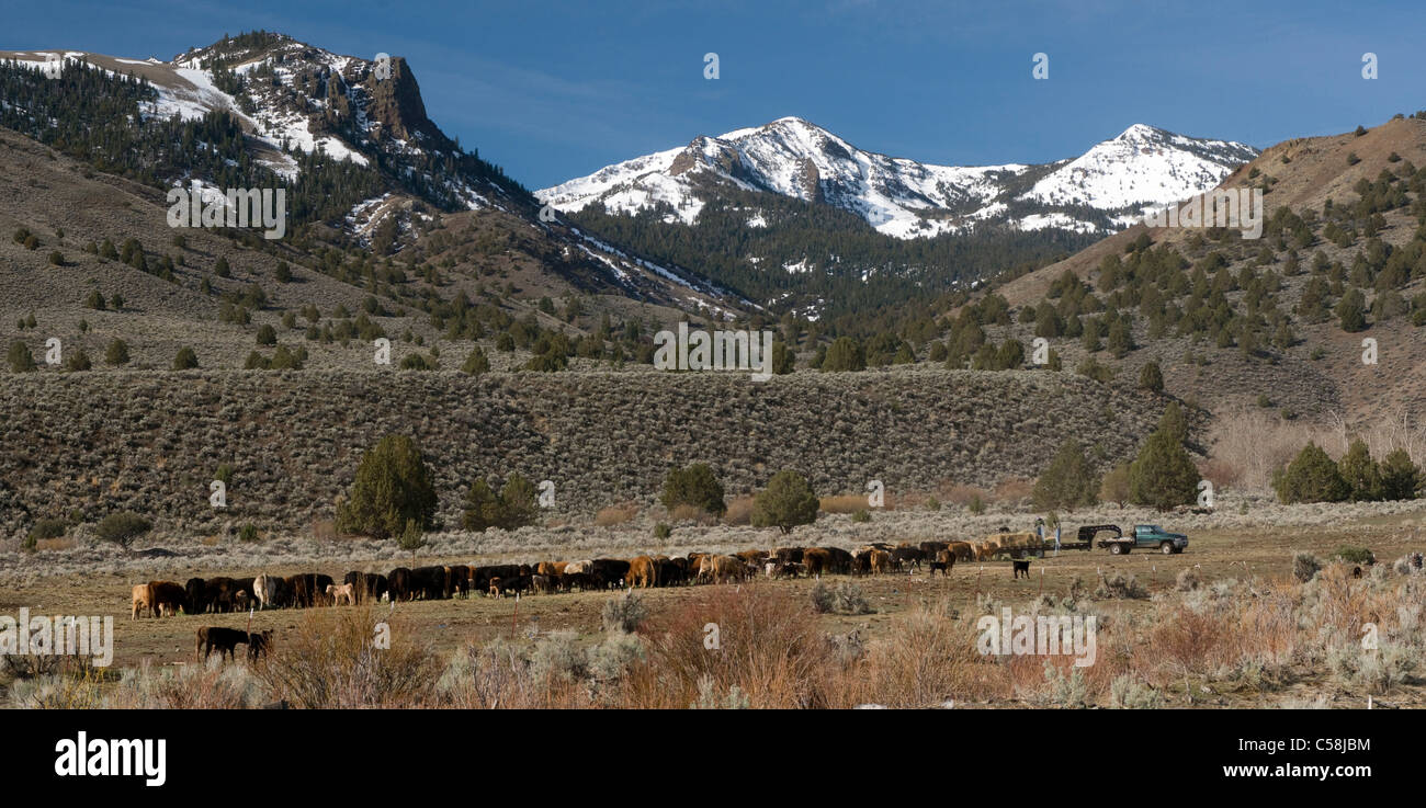 Les vaches, recouvert de neige, Montagnes, Doyle, Californie, USA, United States, l'Amérique, des prairies, de l'agriculture Banque D'Images