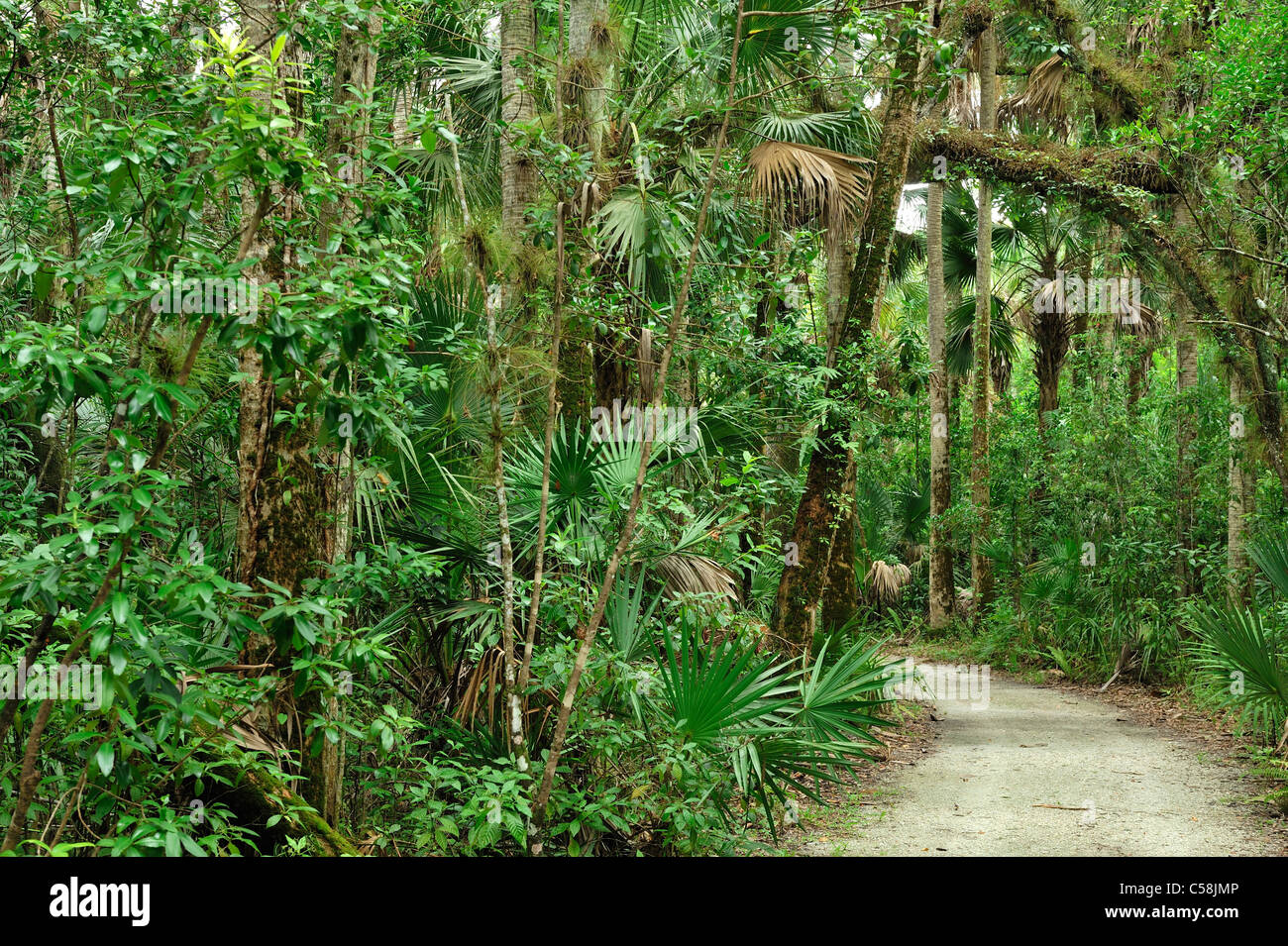 Trail, forêt, Caloosahatchee, parc régional, près de Fort Myers, Floride, USA, United States, Amérique, Banque D'Images