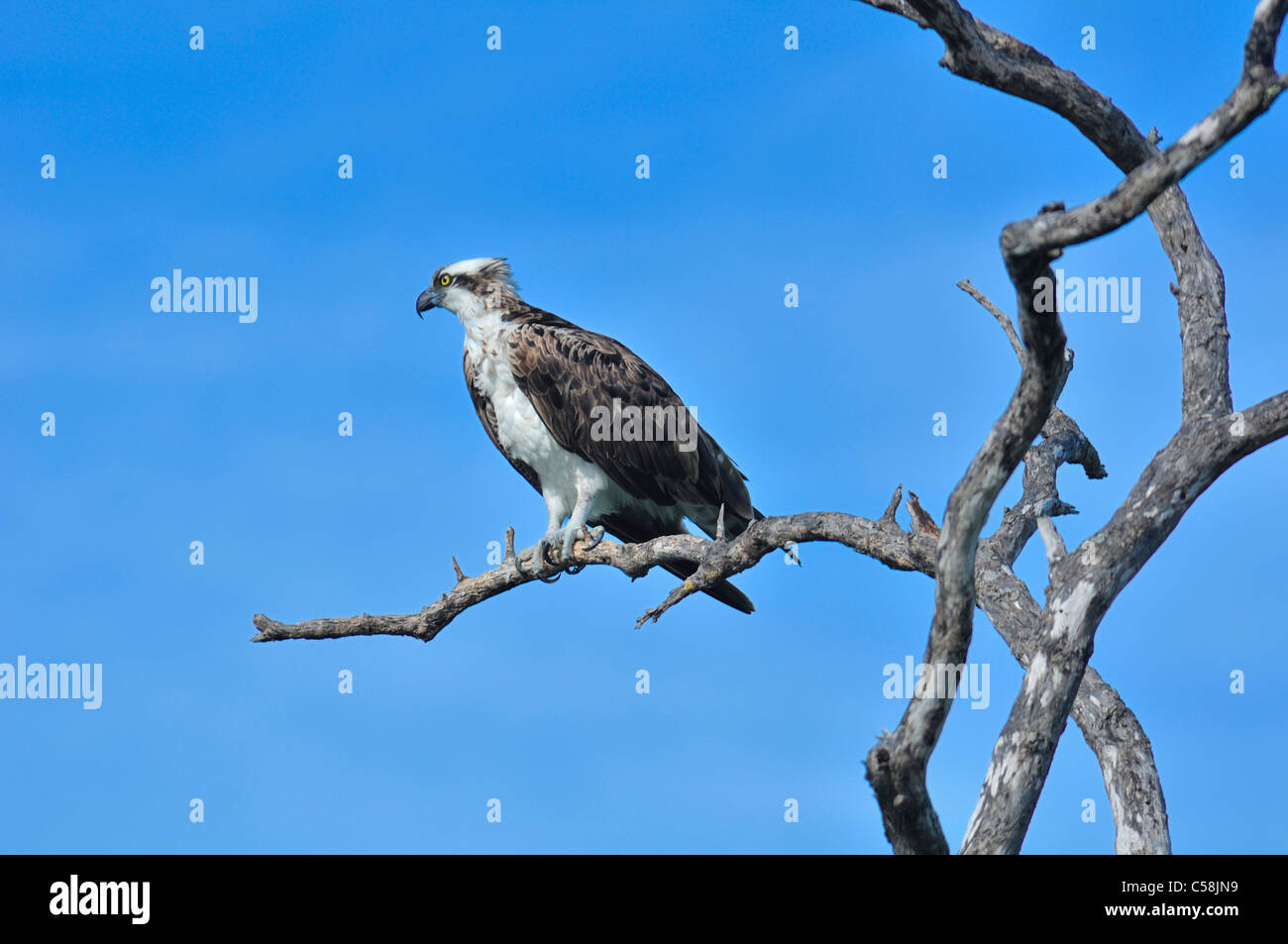Osprey, J. N. Ding Darling National Wildlife Refuge, d'oiseaux, de la direction générale Banque D'Images Osprey, J. N. Ding Darling National Wildlife Refuge, d'oiseaux, de la direction générale Banque D'Images