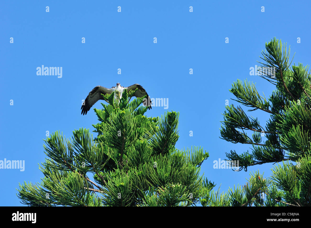 Osprey, J. N. Ding Darling National Wildlife Refuge, oiseau, arbre Banque D'Images Osprey, J. N. Ding Darling National Wildlife Refuge, oiseau, arbre Banque D'Images