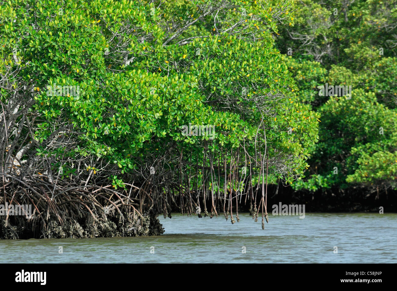 Les mangroves, les Everglades National Park, près de l'Everglades City, Floride, USA, United States, Amérique du Nord, la nature Banque D'Images