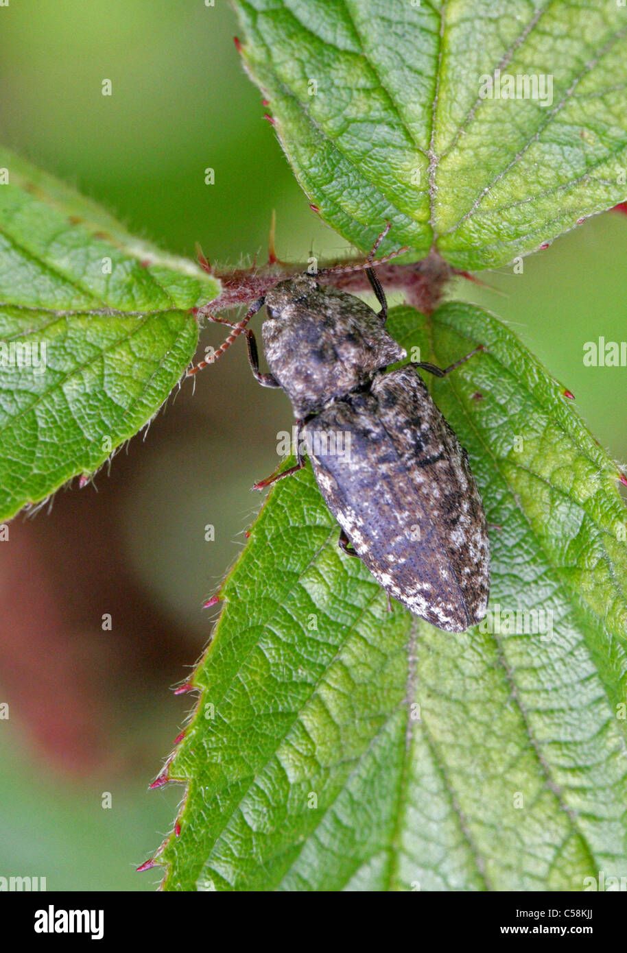 Cliquez sur Beetle, Agrypnus murinus, Elateridae, Coleoptera. Banque D'Images