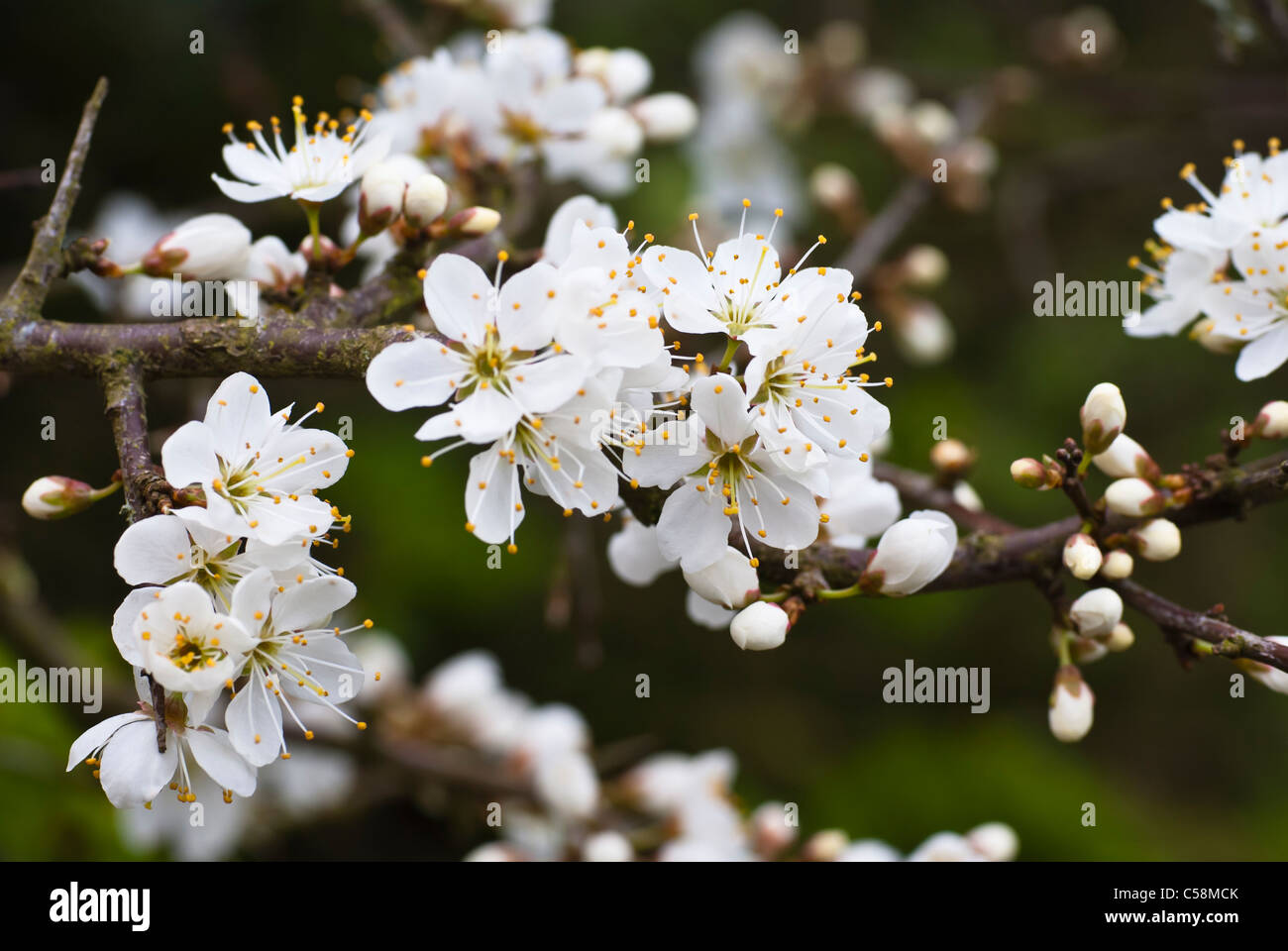 Plante, prunellier, Prunus spinosa, Blossom Banque D'Images