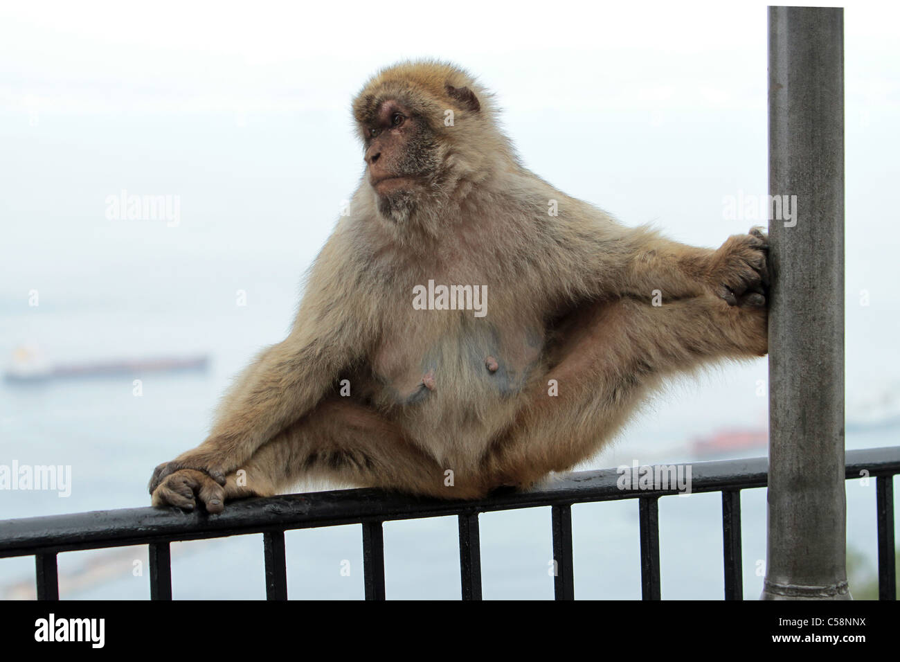 Monkey dans le Rocher de Gibraltar assis clôture garde-corps donnant sur le port et la mer Méditerranée. À l'attraction touristique numéro un Banque D'Images