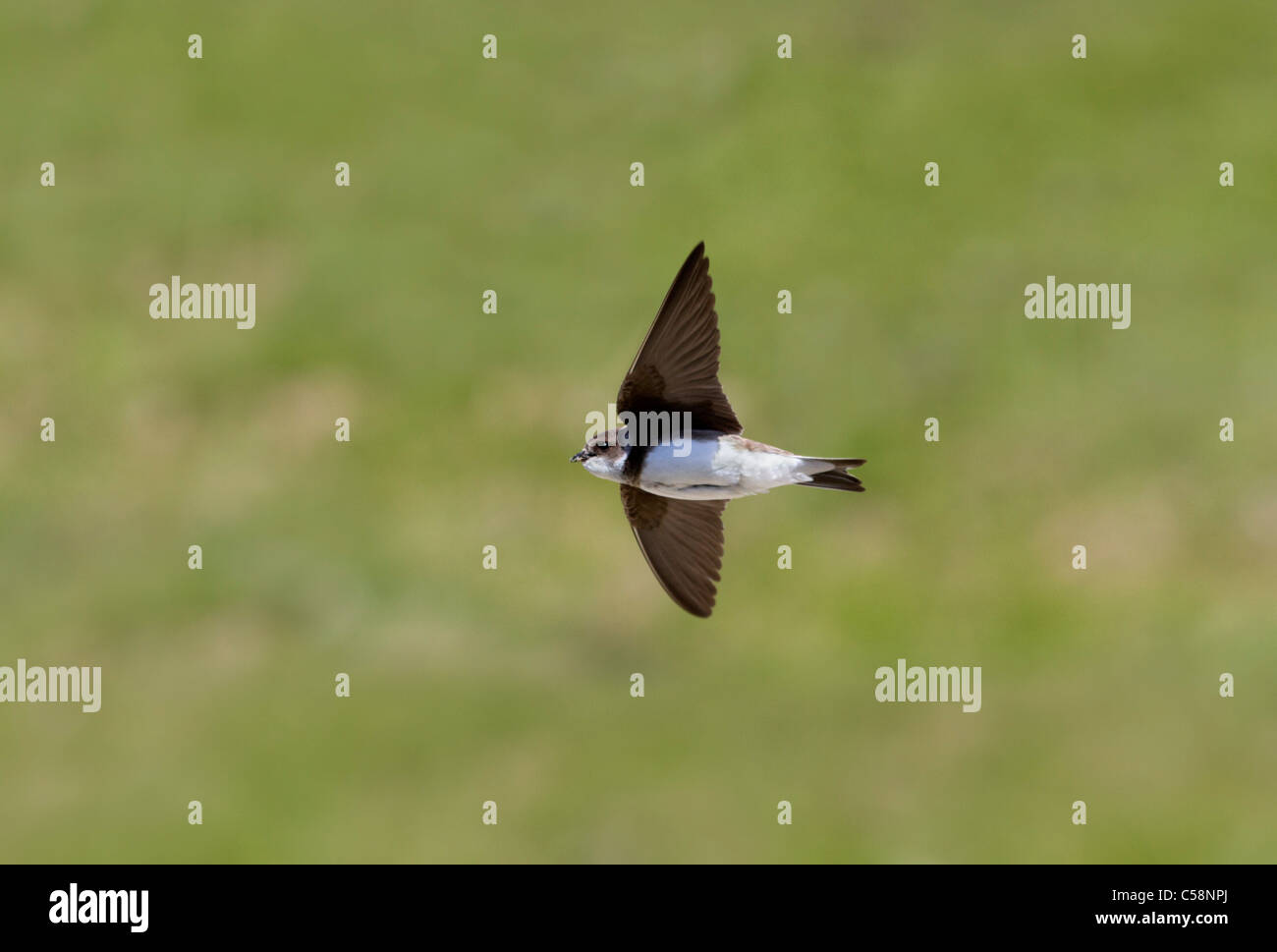 Riparia riparia Sand Martin ; en vol ; Banque D'Images