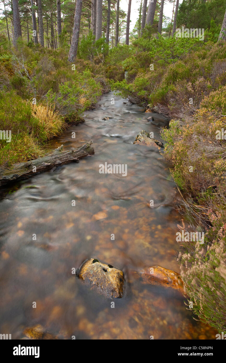 L'Écosse, les Highlands écossais, le Parc National de Cairngorms. Ruisseau de montagne par indigène dans le Rothiemurchus Banque D'Images