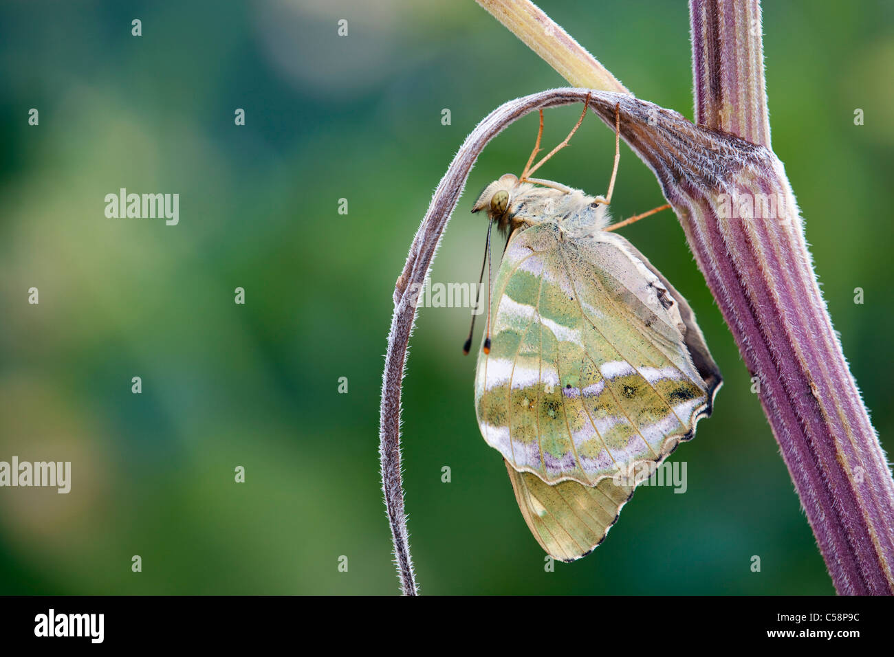 Papillon argent lavé Fritillary Argynnis paphia ; femmes ; Banque D'Images