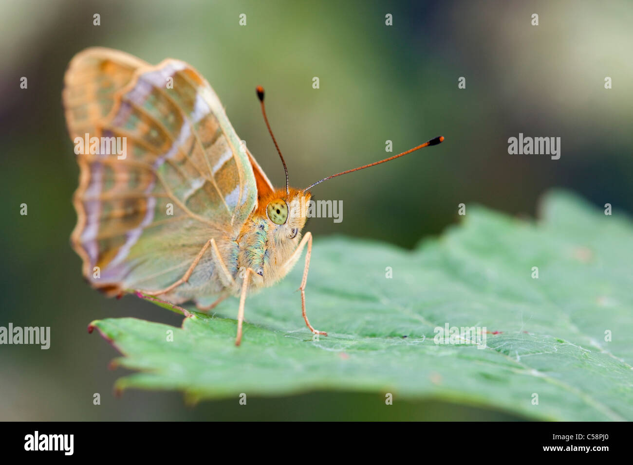 Papillon argent lavé Fritillary Argynnis paphia ; homme ; Banque D'Images