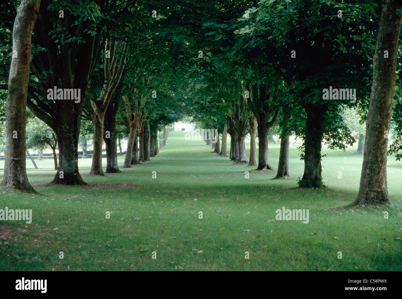 La ligne d'arbres allée au 12ème siècle, le château de Bazoches-du-Morvan, Région : Bordeaux, France. Banque D'Images