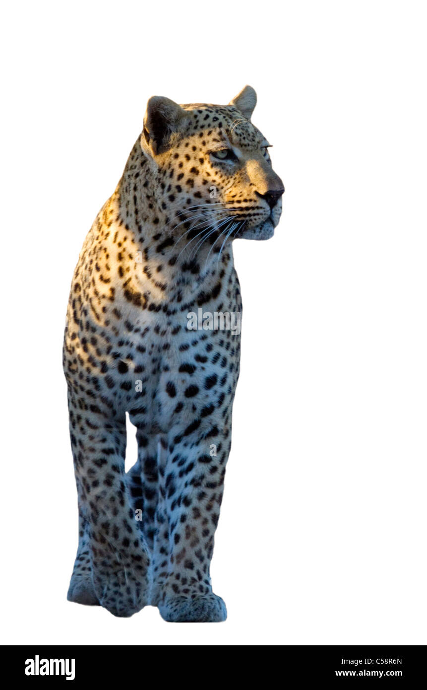 Un léopard mâle vers le bas un jeu marche prudemment à la voie de l'avant avec attention Banque D'Images