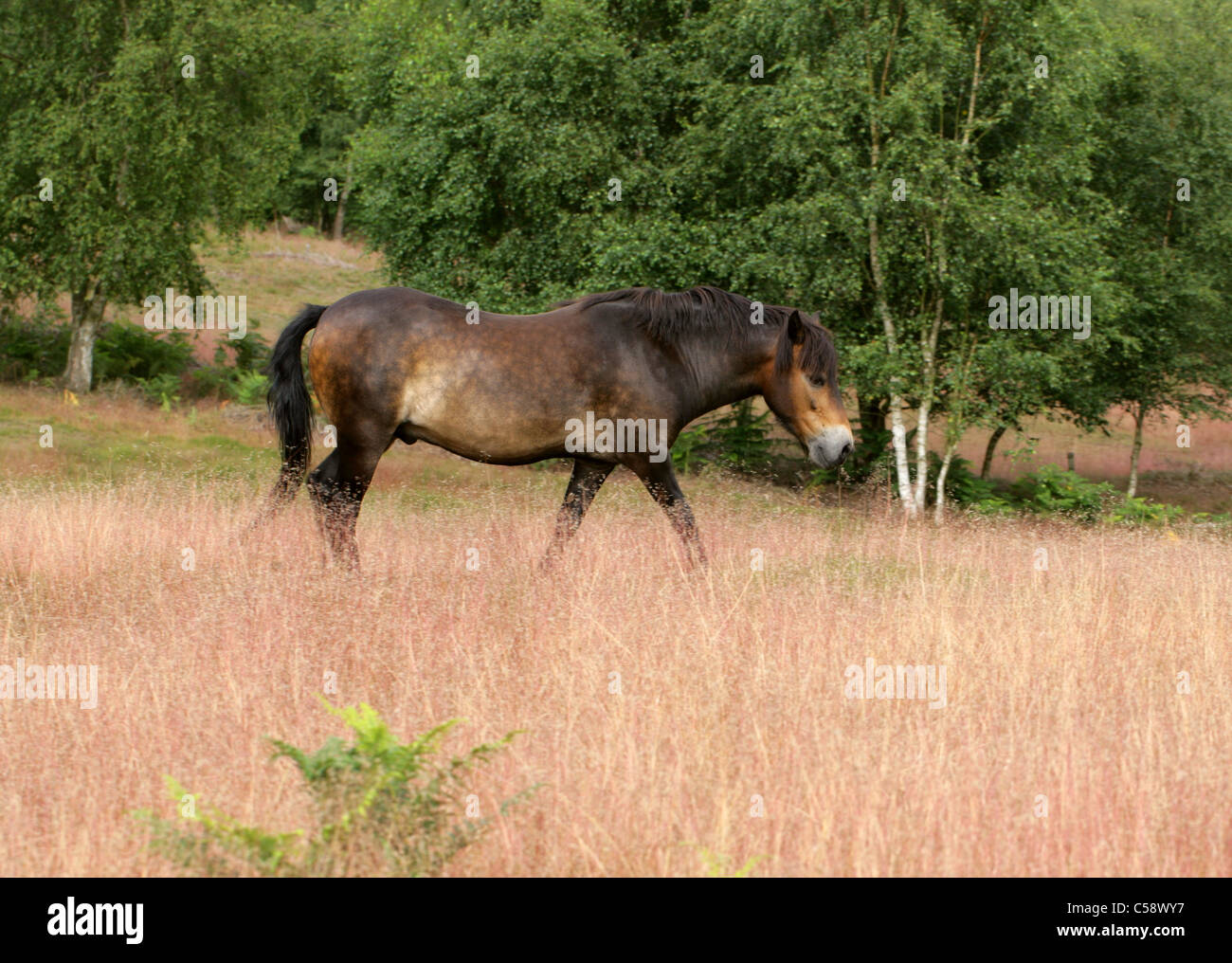 Poney Exmoor, Rammamere Heath SSSI, Bedfordshire. Rares, en voie de disparition race de cheval, Equus ferus caballus, équidés. Banque D'Images
