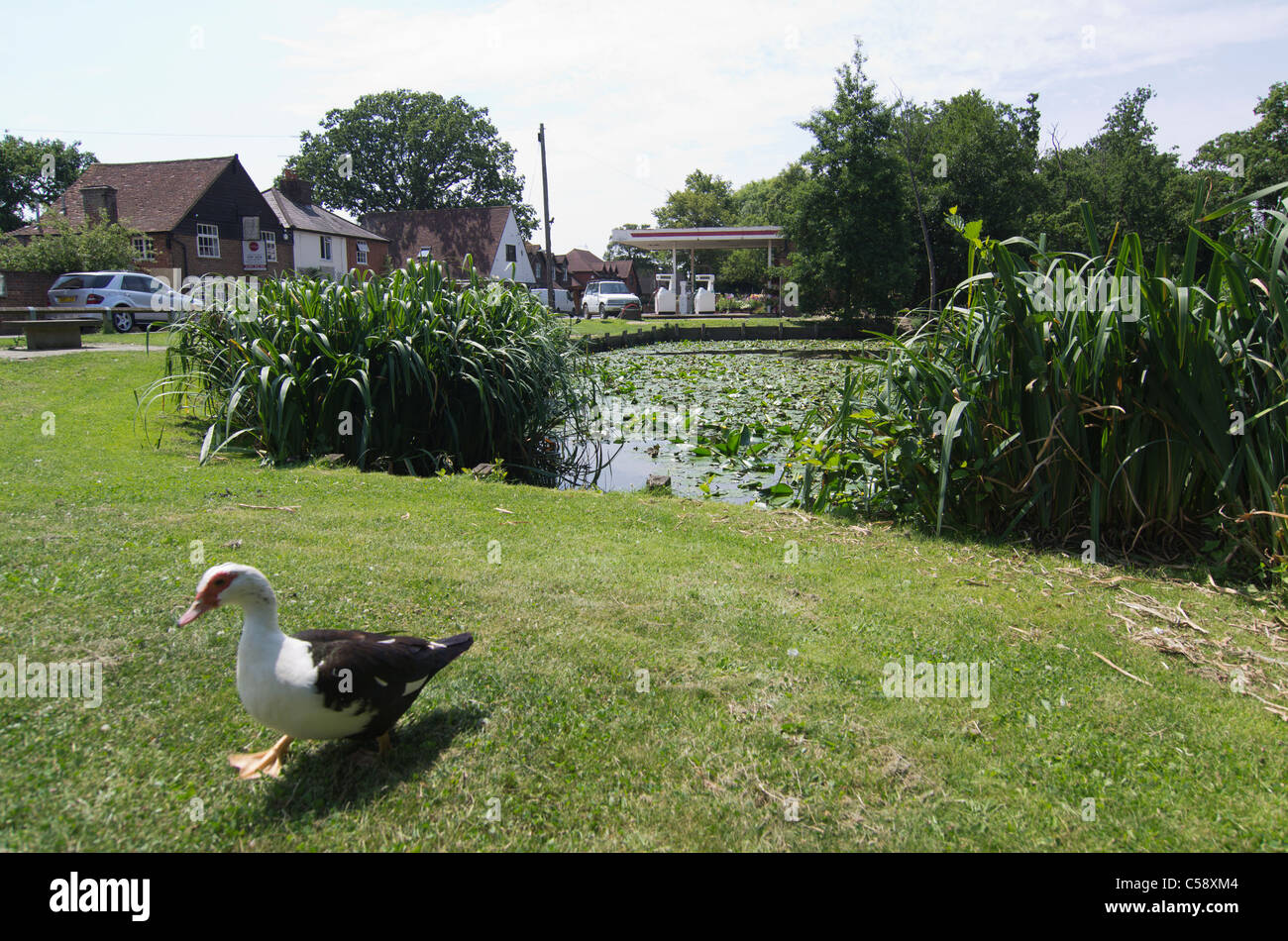 Un village anglais typique, quatre Ormes, près de Canterbury, Kent, avec étang, nénuphars, roseaux, station essence et canards Banque D'Images
