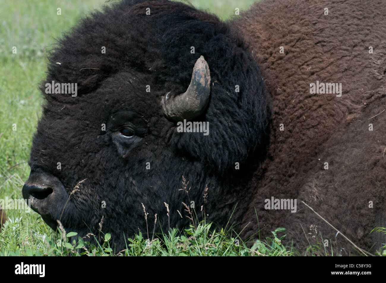 Buffalo et leurs veaux paissent en paix dans Custer State Park, dans le Dakota du Sud. Banque D'Images