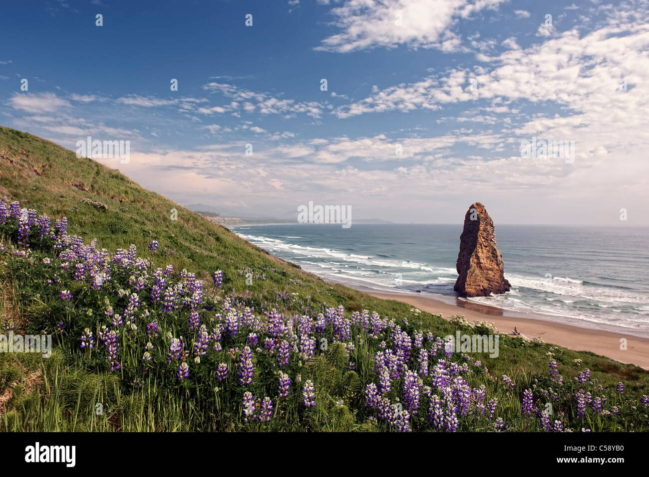 Fleurs lupin à l'Oregon's Cape Blanco State Park avec pyramide offshore Rock. Banque D'Images