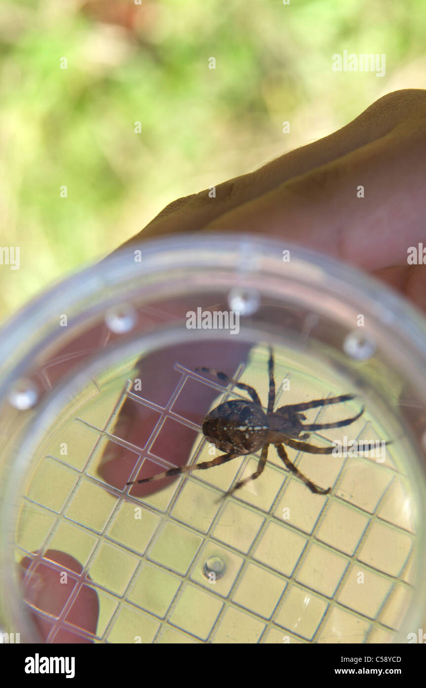 Close up - Enfants découverte de la nature - les araignées Banque D'Images