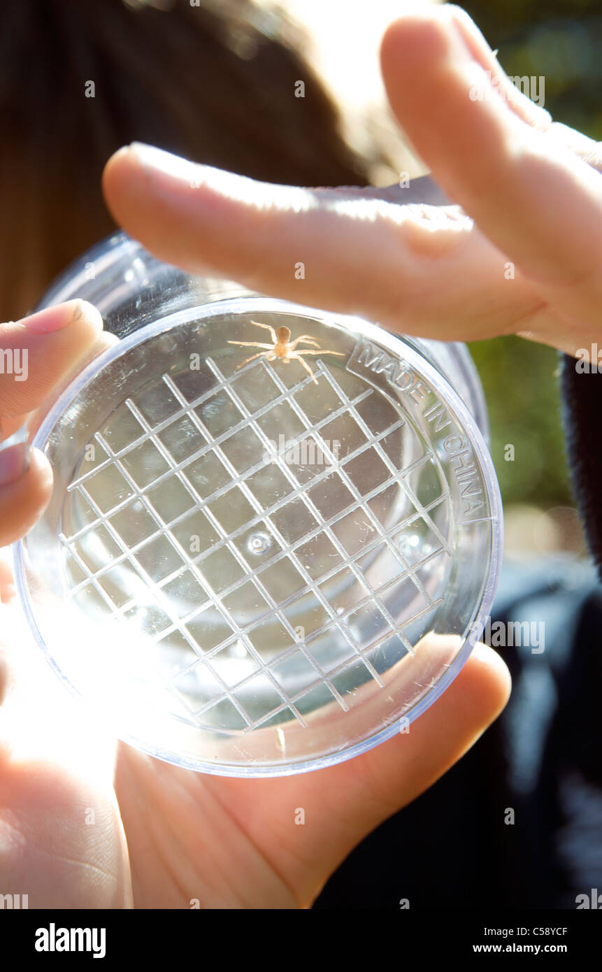 Close up - Enfants découverte de la nature - les araignées Banque D'Images